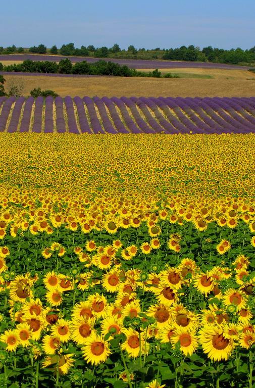 Les Terrasses De Valensole Bed & Breakfast Екстериор снимка