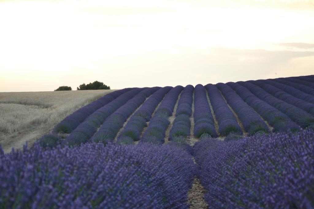 Les Terrasses De Valensole Bed & Breakfast Екстериор снимка