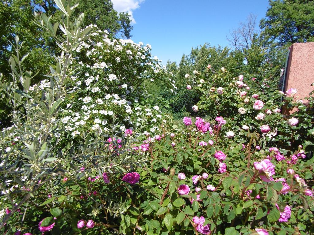 Les Terrasses De Valensole Bed & Breakfast Екстериор снимка