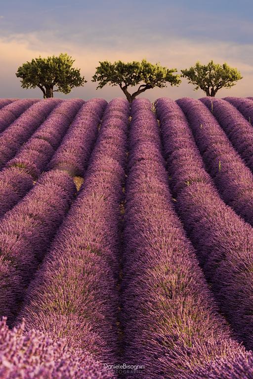 Les Terrasses De Valensole Bed & Breakfast Екстериор снимка